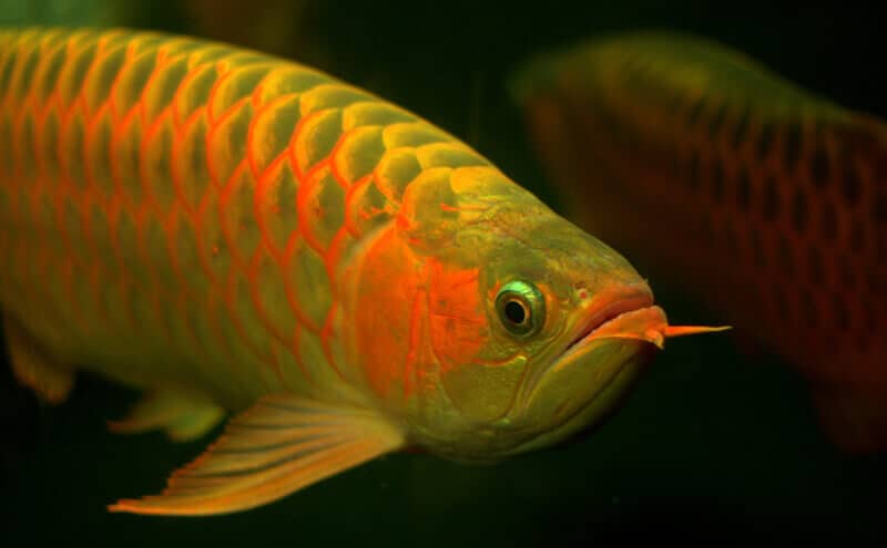 exotic arowana breed