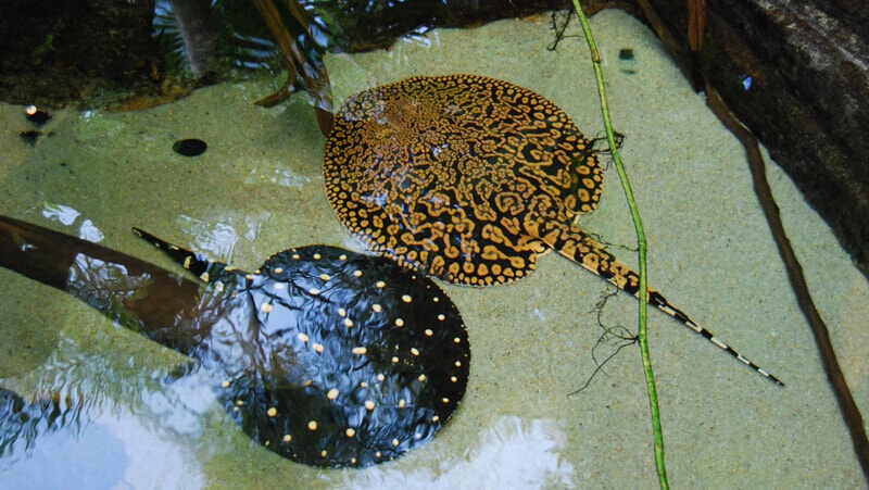 freshwater stingrays for aquariums