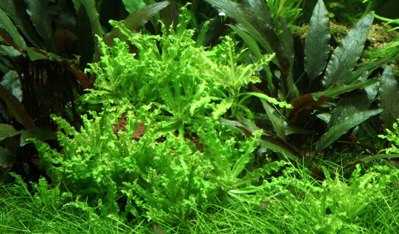 dense mat pogostemon helferi