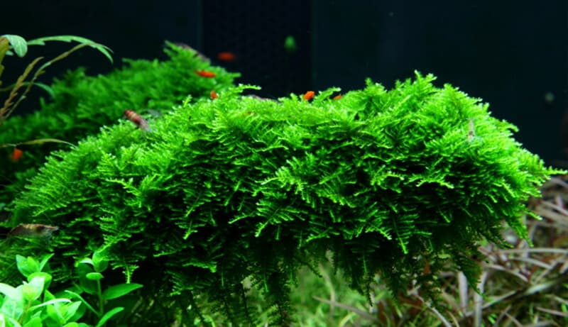 Christmas Moss - 7 Interesting Facts You Didn't Know - Aquascape Guru