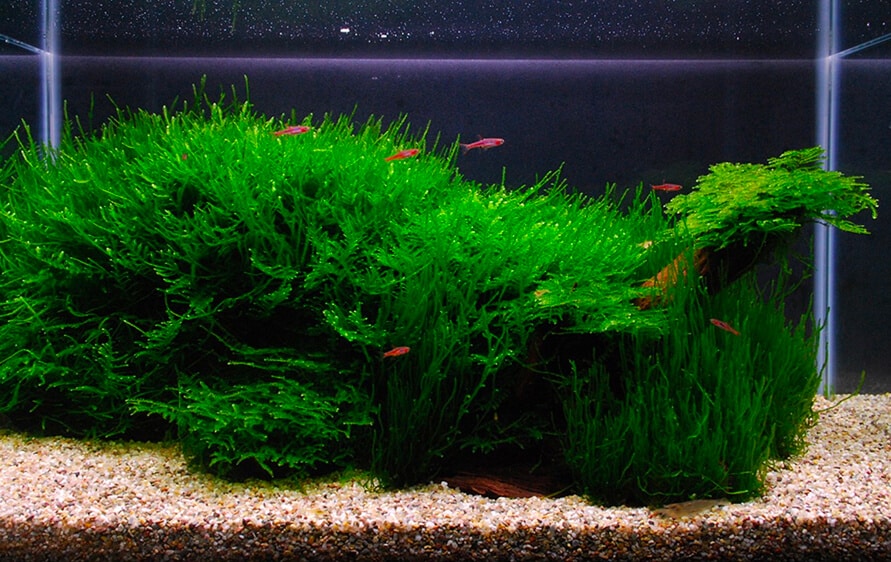 Java Moss Beginner Friendly Guide - Aquascape Guru