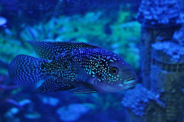 Cichlasoma Octofasciatum