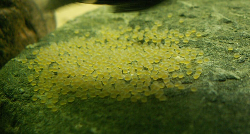 infusoria for fish fry