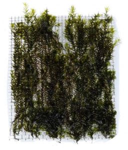 Dark Phoenix Moss
