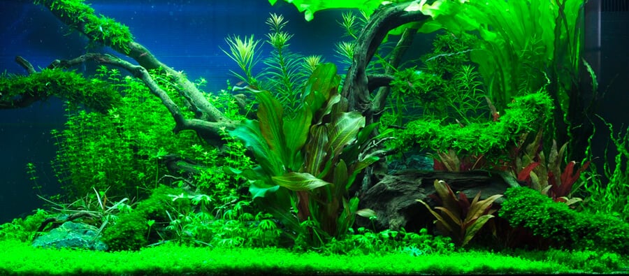 fissidens fontanus tank