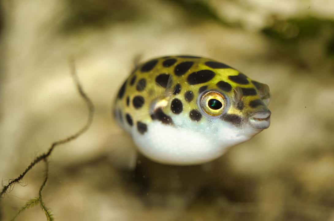 Freshwater Puffer Fish Puffed Up