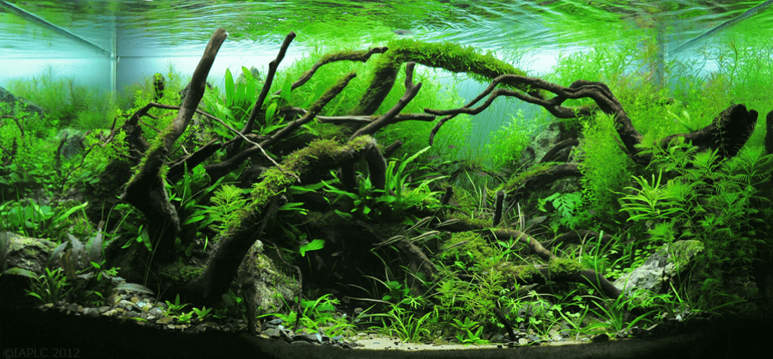 Captivating Freshwater Aquascapes: A Tranquil Symphony of Nature