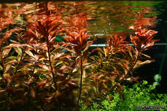 Mermaid weed