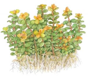 rotala indica characteristics