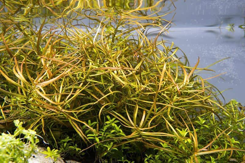 needle leaf nutrition