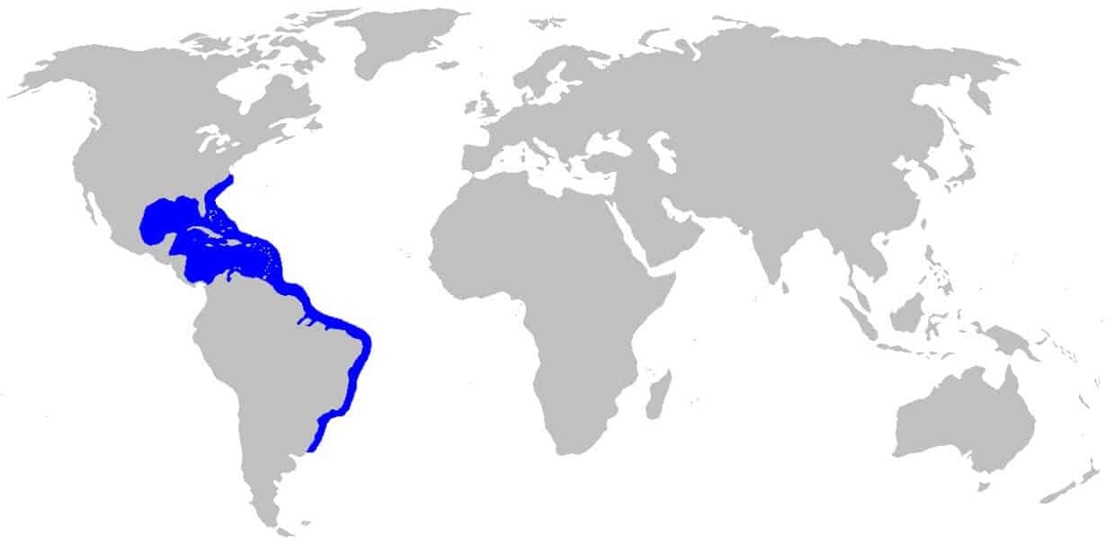 dasyatis americana habitat