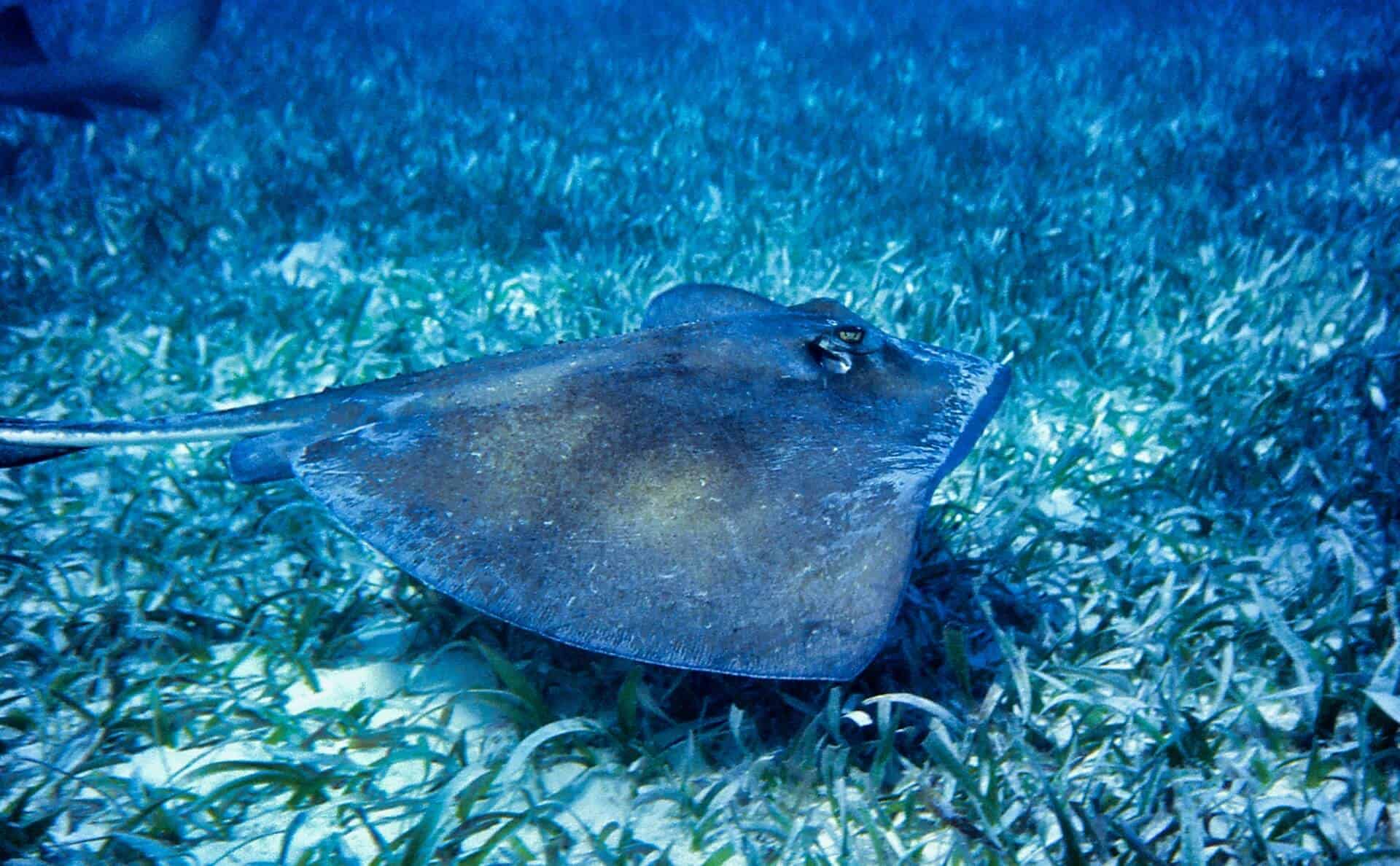 Southern Stingray A Whiptail from the Atlantic Ocean
