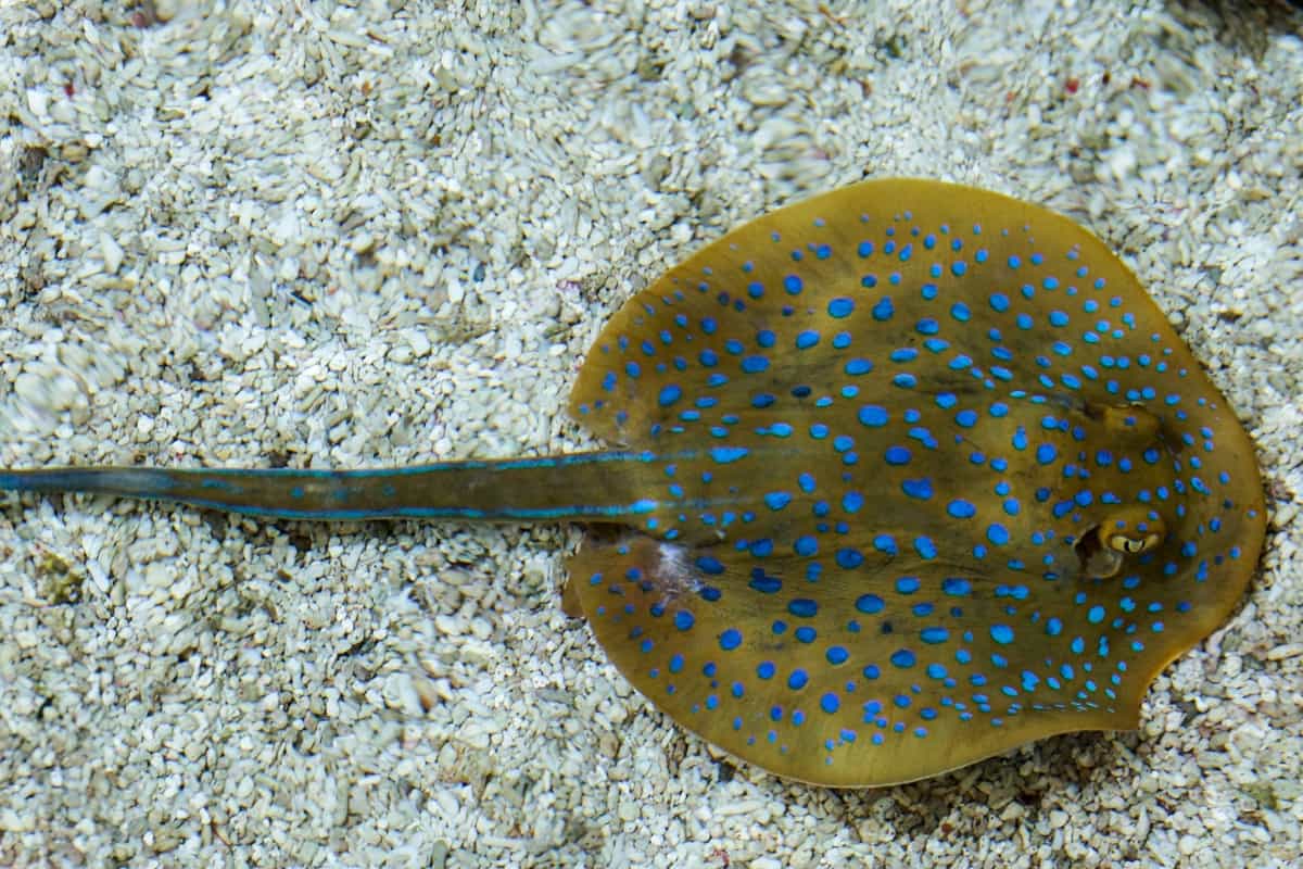 stingray belt