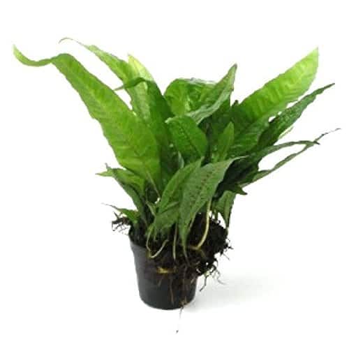 Low Light Aquarium Plants, CostEffective and Easy to Maintain