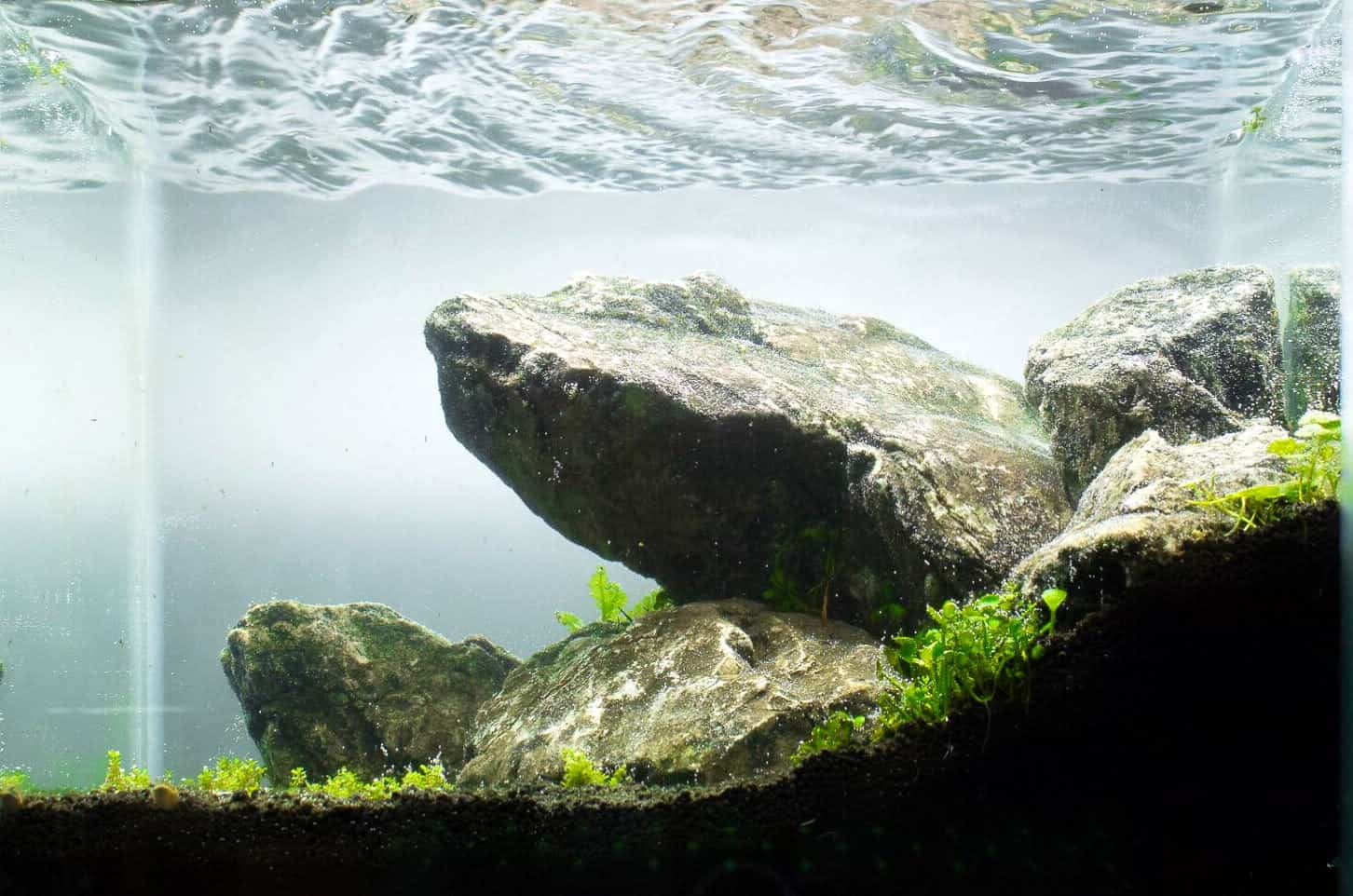aquascape style
