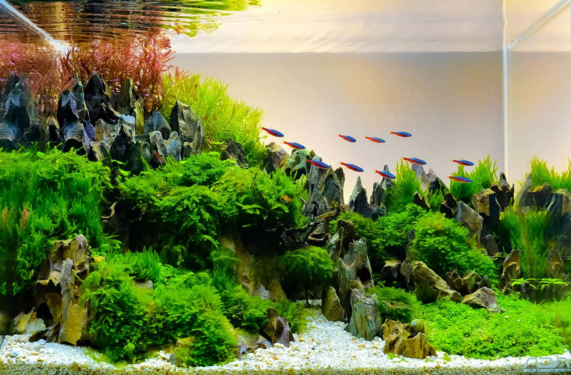 Download Aquarium Aquascaping Pictures