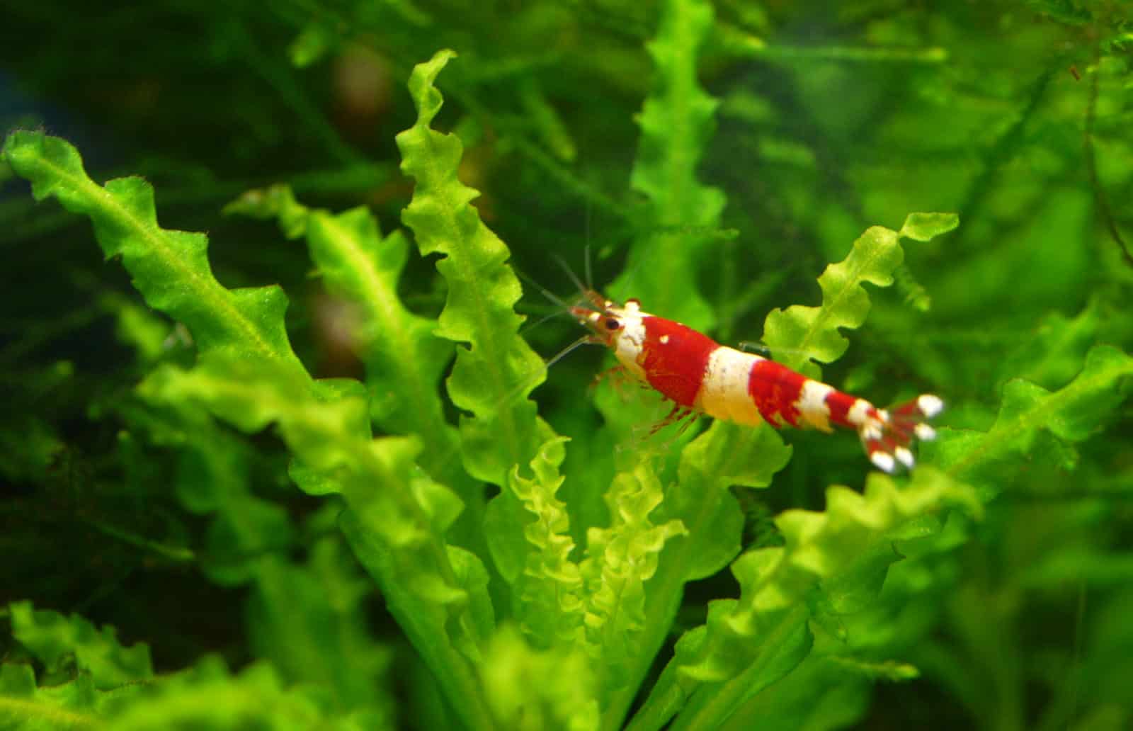 crystal red shrimp