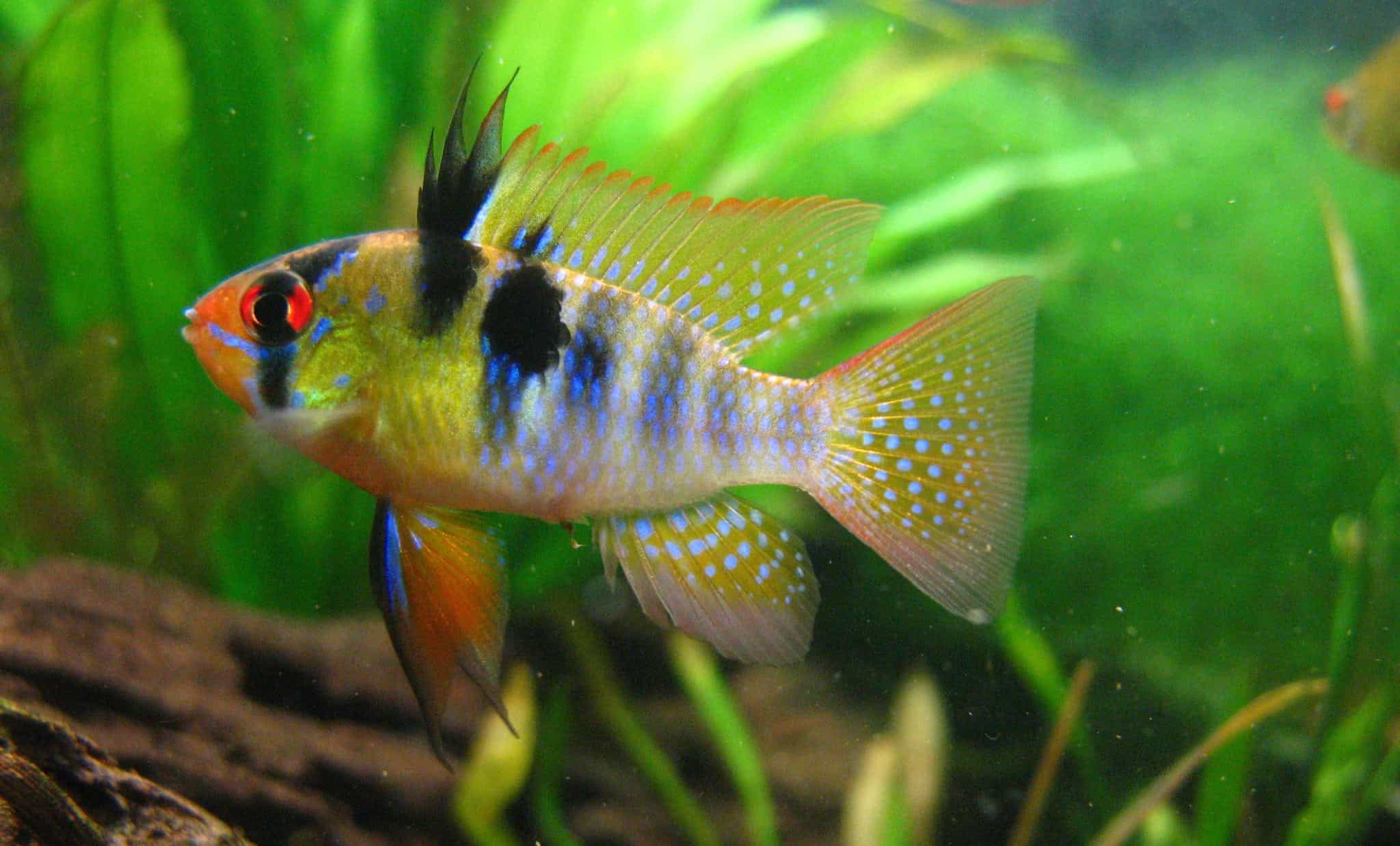 mikrogeophagus ramirezi