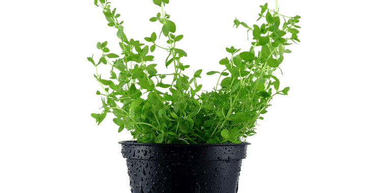 pearl grass aquarium
